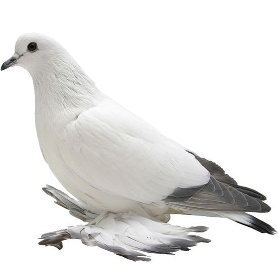 Ice Pigeon